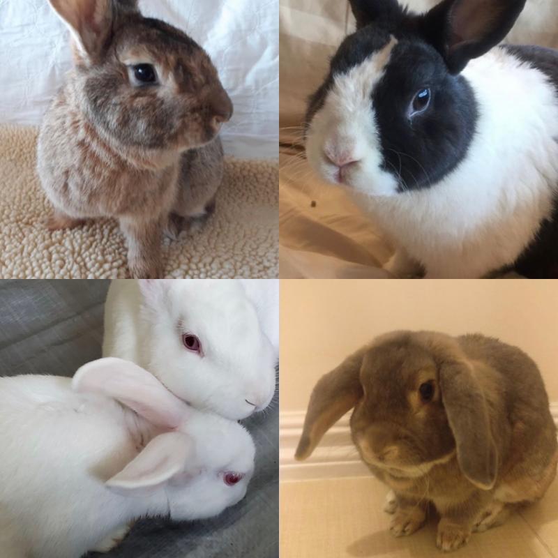 All About Rabbits Rescue, Inc. Reviews and Ratings FOREST HILLS, NY