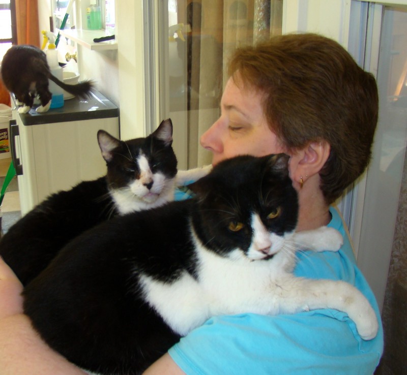 Shadow Cats Rescue Reviews and Ratings Round Rock, TX Donate