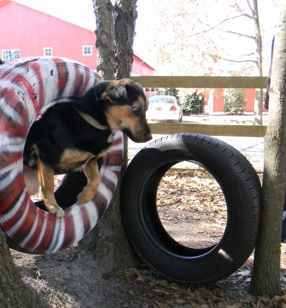 PETS Inc., The Carolinas Humane Society Reviews and Ratings West