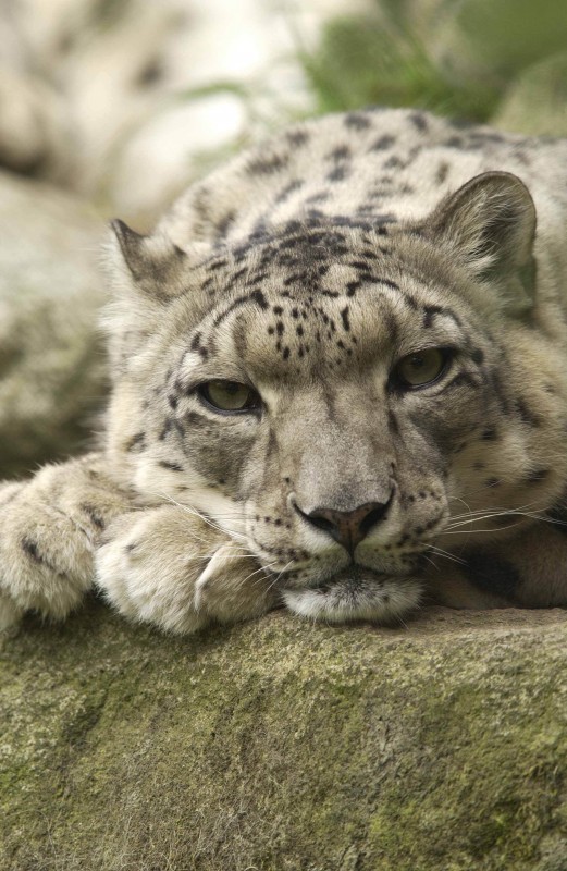 International Snow Leopard Trust Reviews and Ratings | Seattle, WA
