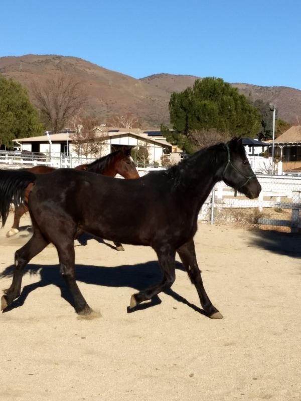 ANIMAL GUARDIANS HORSE RESCUE INC Reviews and Ratings Simi Valley, CA
