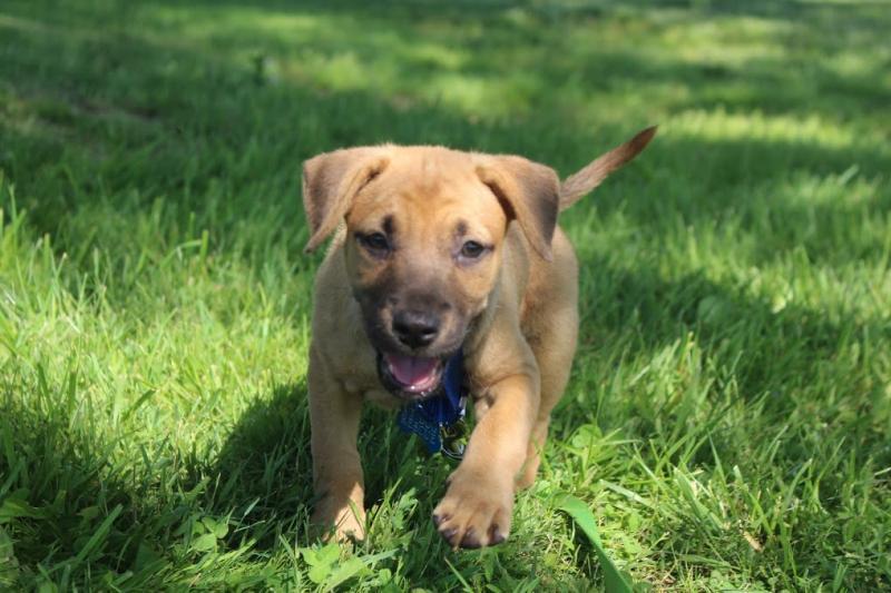 VT Dog Rescue Reviews and Ratings Hinesburg, VT Donate, Volunteer