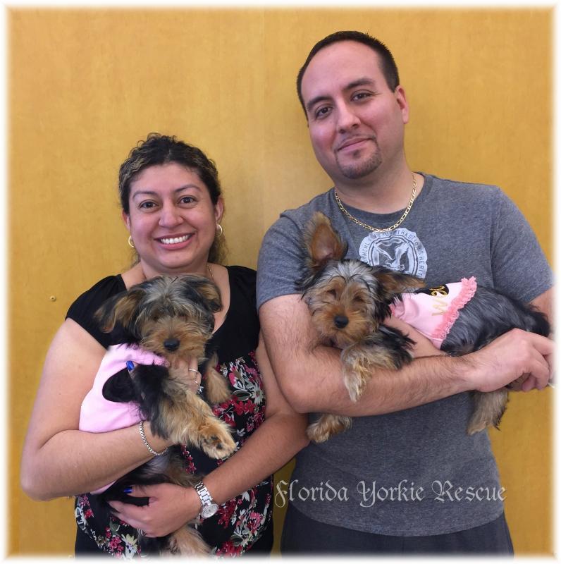 Florida Yorkie Rescue, Inc. Reviews and Ratings Palm City, FL