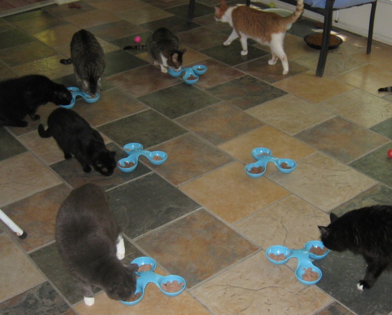 Shadow Cats Rescue Reviews and Ratings Round Rock, TX Donate