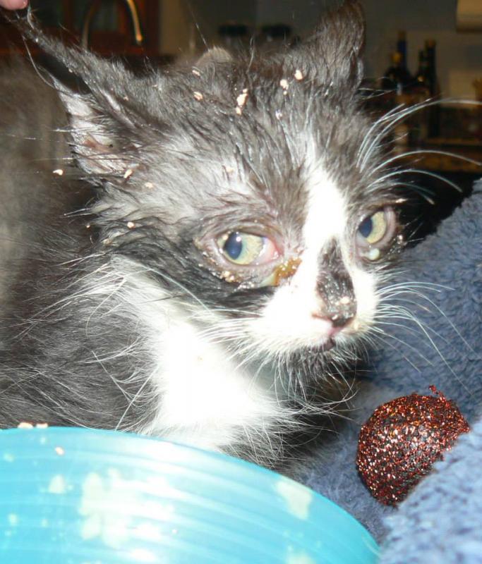 Alley Cats and Angels Reviews and Ratings Apex, NC Donate