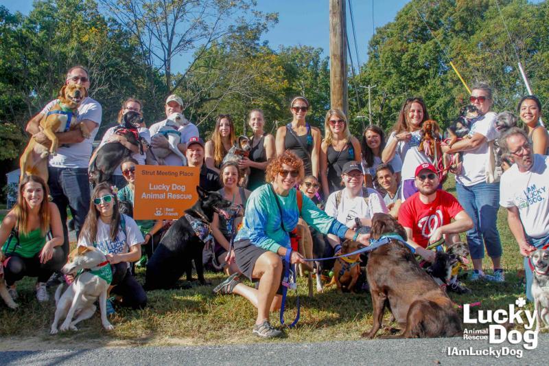 Lucky Dog Animal Rescue Reviews and Ratings Arlington, VA Donate