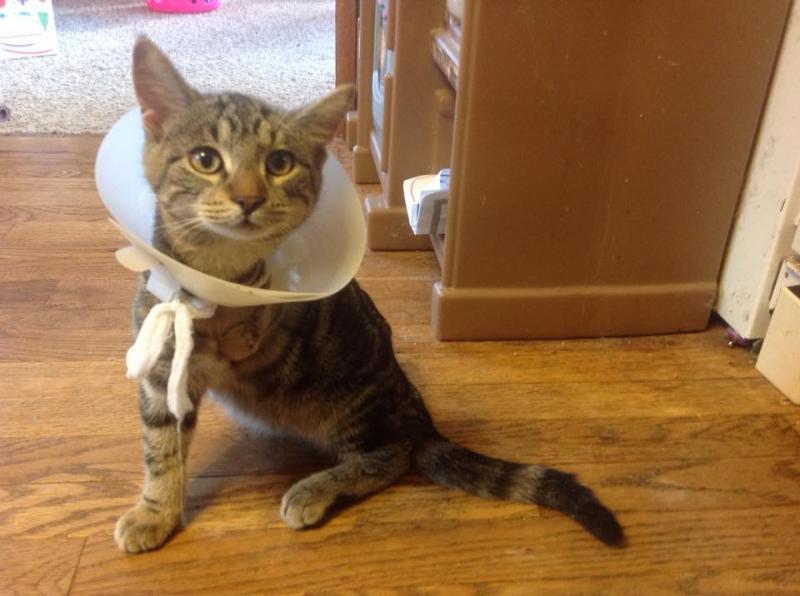 Independent Cat Society Reviews and Ratings Westville, IN Donate