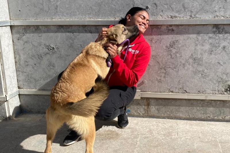 SPCA International Reviews and Ratings New York, NY Donate