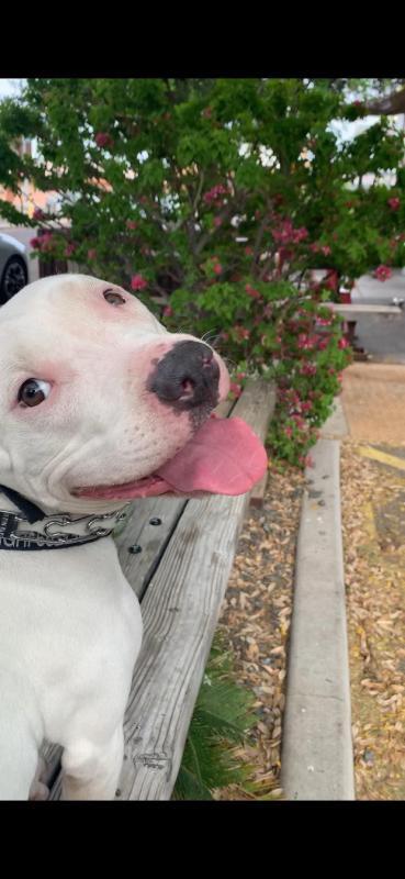 Pit Bull Image 53
