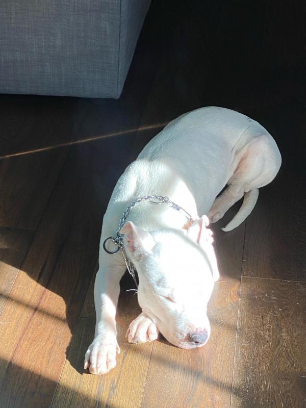 Pit Bull Image 94