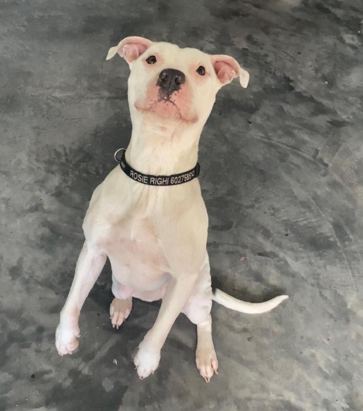 Pit Bull Image 102