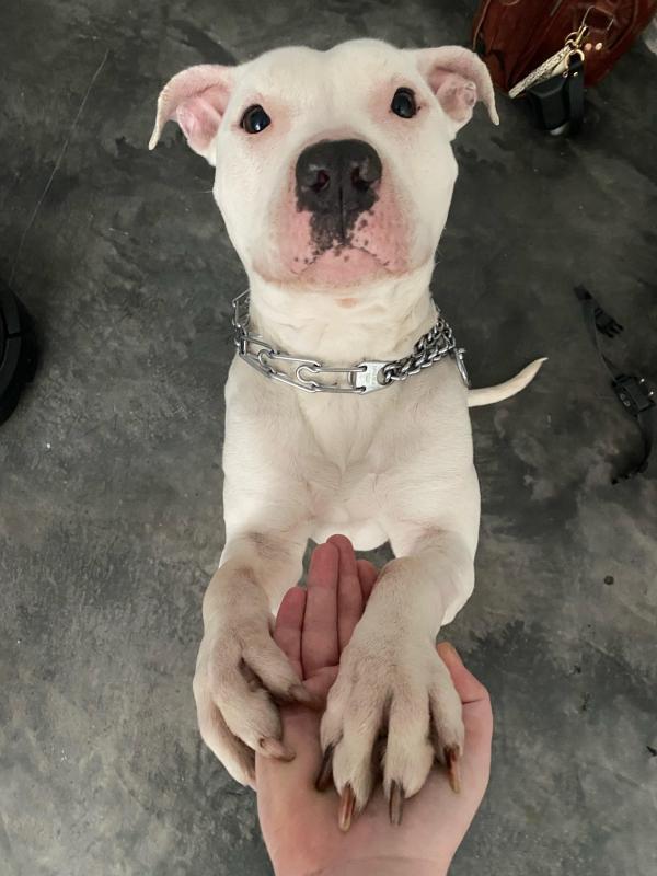 Pit Bull Image 114