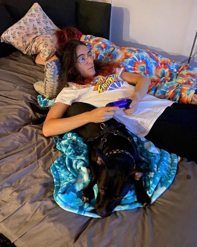 Pit Bull Image 1440