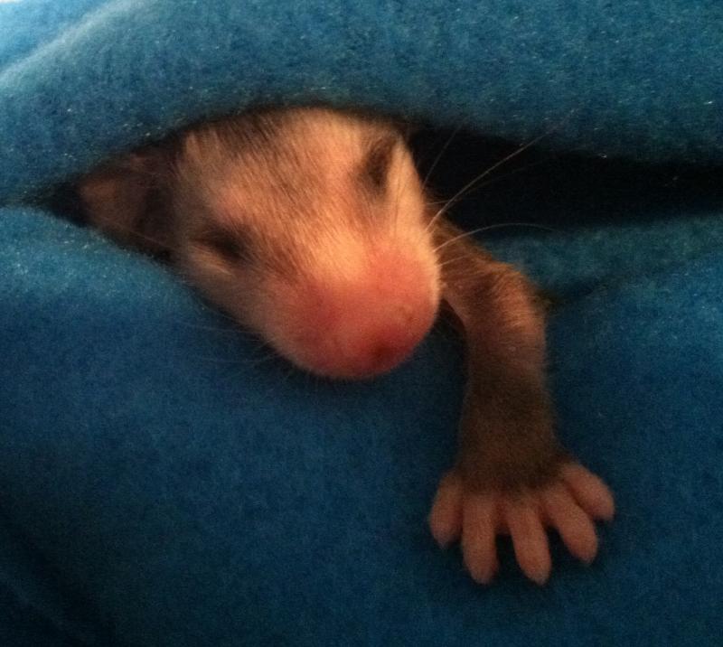 BiState Wildlife Hotline Reviews and Ratings Fenton, MO