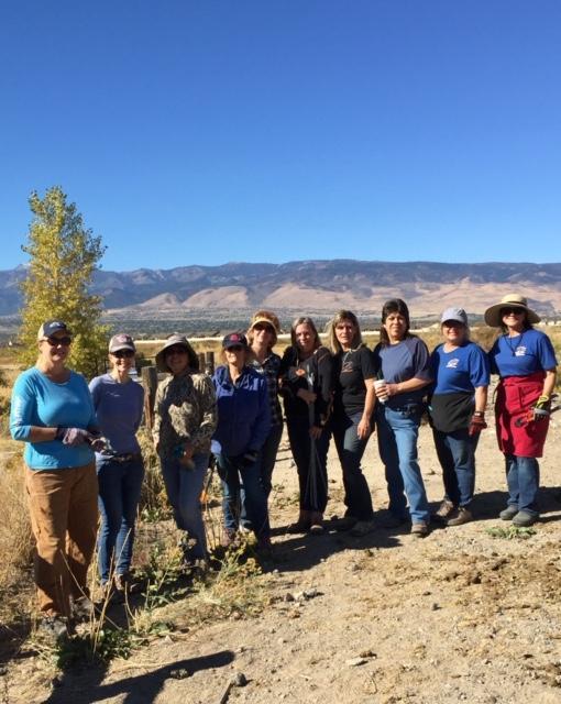 Wild Horse Connection Reviews and Ratings Reno, NV Donate, Volunteer, Review GreatNonprofits
