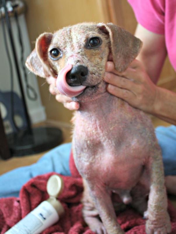 Hope Animal Rescue Reviews and Ratings Durham, NC Donate, Volunteer