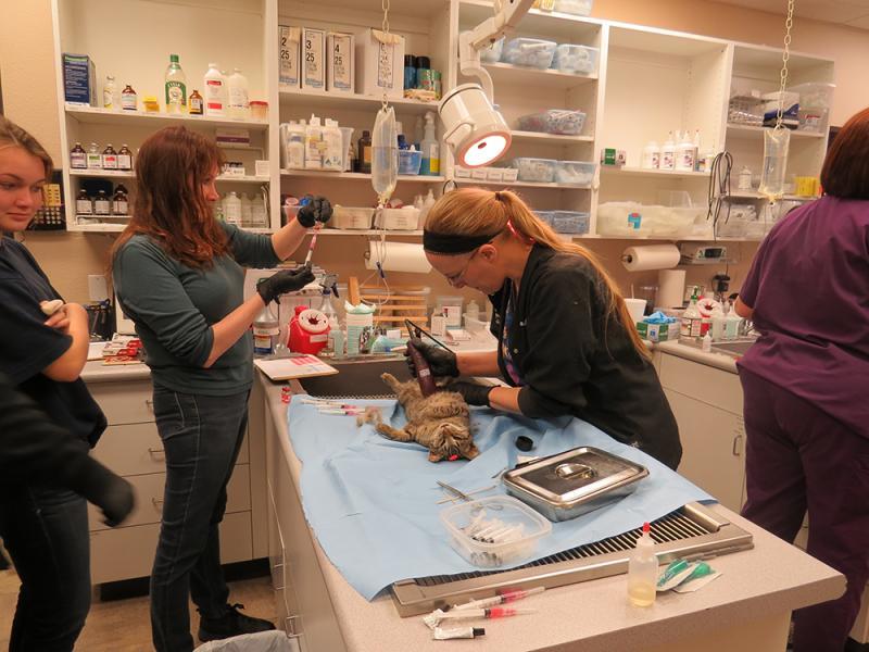 Visalia Feral Cat Coalition Inc Reviews and Ratings Visalia, CA