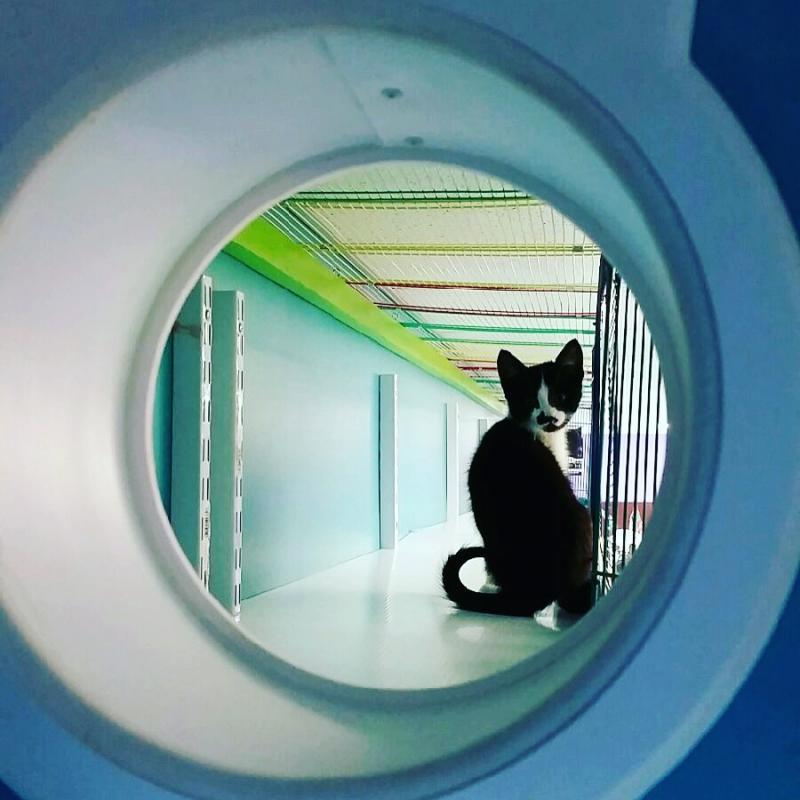 PET ANGELS RESCUE Inc Reviews and Ratings Guthrie, OK Donate