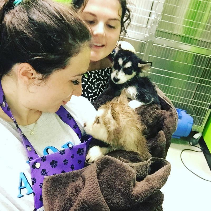 PET ANGELS RESCUE Inc Reviews and Ratings Guthrie, OK Donate