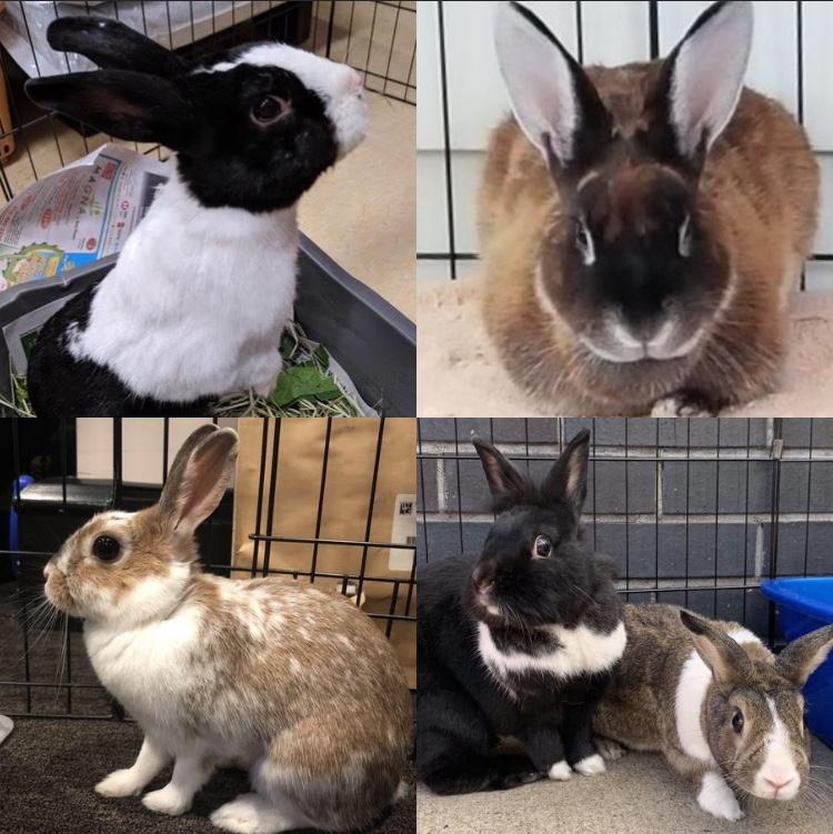 All About Rabbits Rescue, Inc. Reviews and Ratings FOREST HILLS, NY