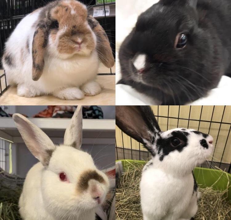 All About Rabbits Rescue, Inc. Reviews and Ratings FOREST HILLS, NY