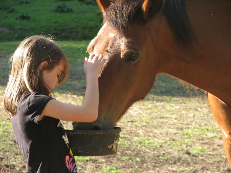 Hopes Legacy Equine Rescue Inc Reviews and Ratings Afton, VA Donate