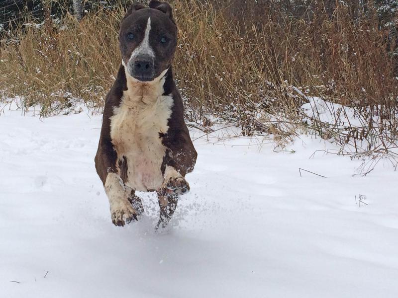 Catkins Animal Rescue Inc Reviews And Ratings Park Falls Wi Donate Volunteer Review Greatnonprofits