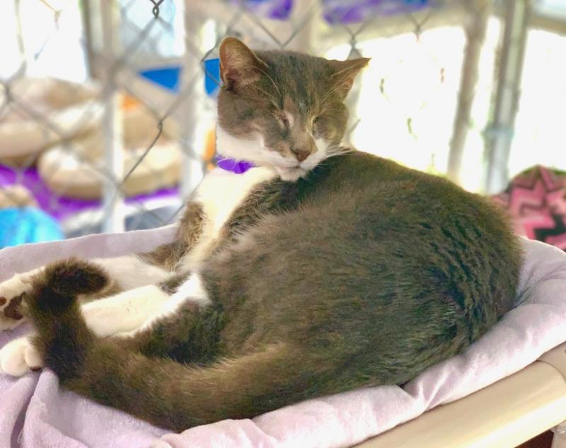 Blind Cat Rescue & Sanctuary Inc Reviews and Ratings St. Pauls, NC