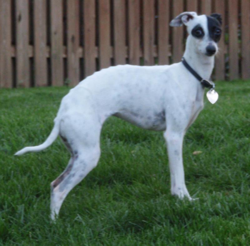 adopt italian greyhound near me