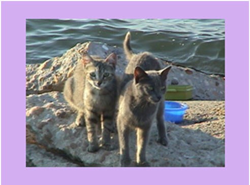 Search Box Image
