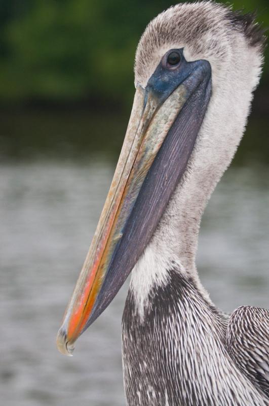 South Florida Wildlife Center Inc Reviews and Ratings | Ft Lauderdale