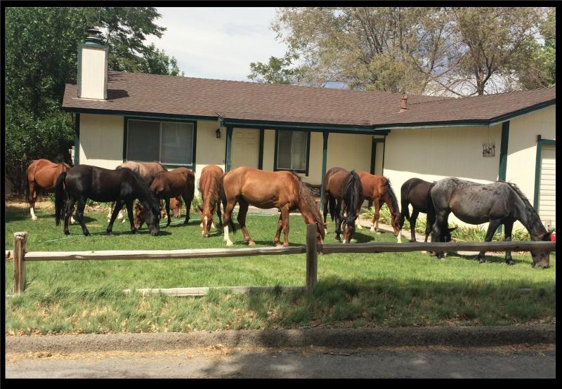 Wild Horse Connection Reviews and Ratings Reno, NV Donate