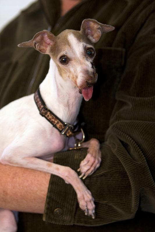 colorado puppy mill rescue national mill rescue nonprofit in colorado spgs co volunteer read reviews colorado puppy mill rescue national mill rescue nonprofit in colorado spgs co volunteer read reviews