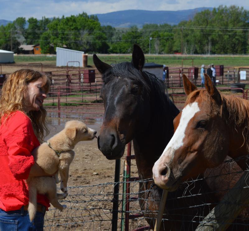 Colorado Horse Rescue Reviews and Ratings Longmont, CO Donate