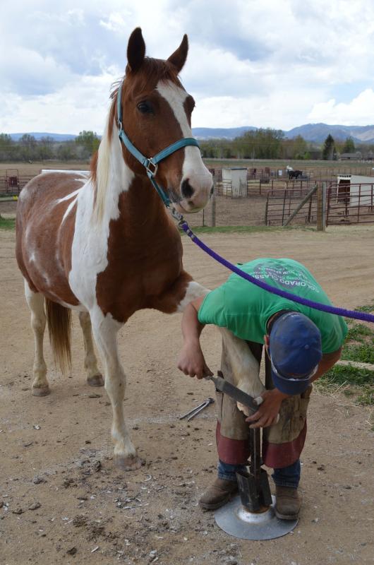 Colorado Horse Rescue Reviews and Ratings Longmont, CO Donate