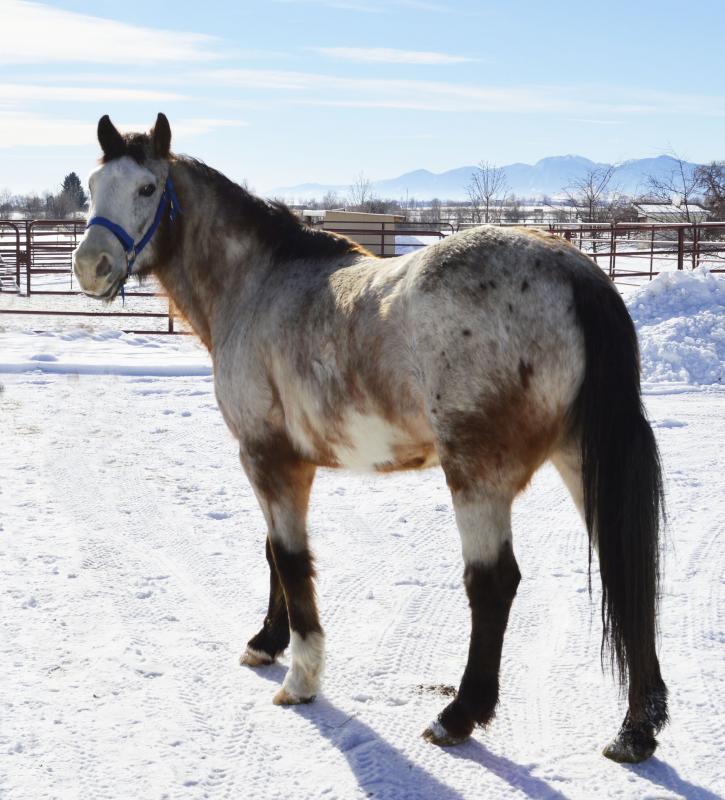Colorado Horse Rescue Reviews and Ratings Longmont, CO Donate