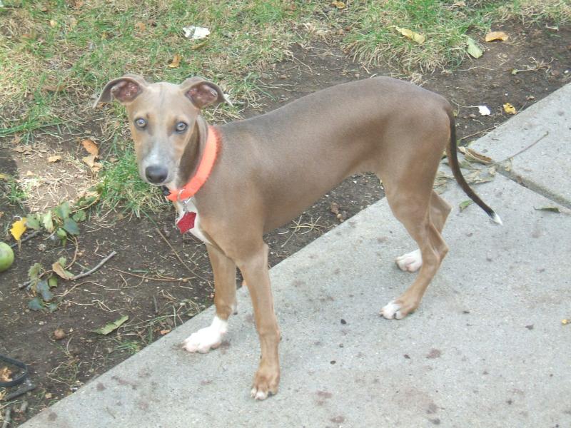 Italian Greyhound Rescue Foundation Inc Reviews And Ratings Lima NY 