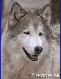 Search Box Image
