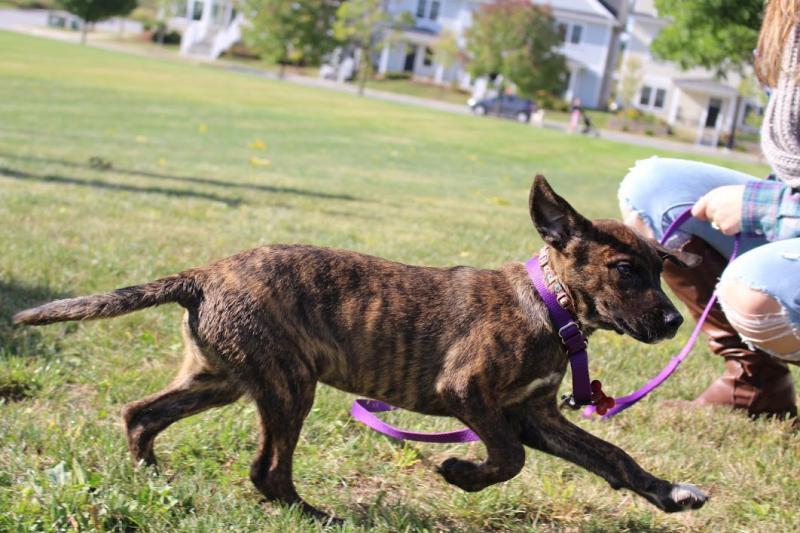 VT Dog Rescue Reviews and Ratings Hinesburg, VT Donate, Volunteer