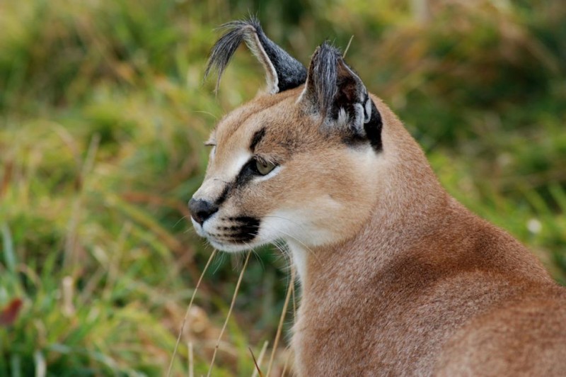 The Wildcat Sanctuary Reviews and Ratings Sandstone, MN Donate