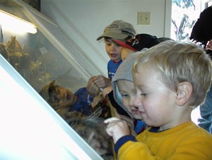 Search Box Image