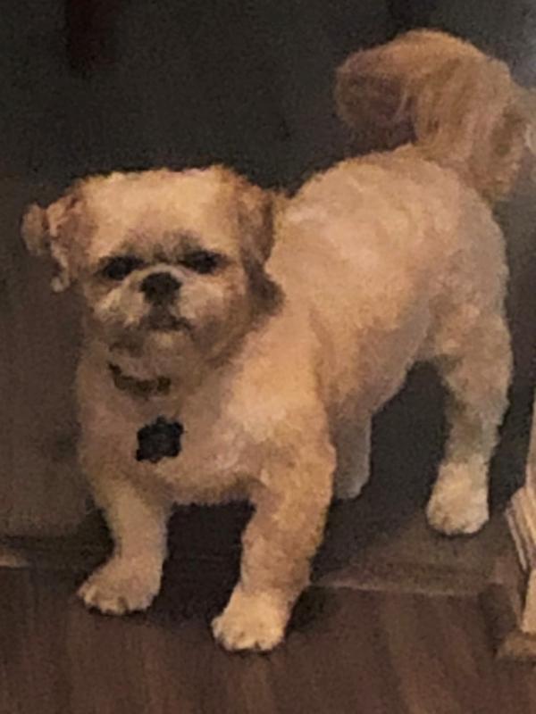 Pet Assistance, Inc. Reviews and Ratings | New Preston, CT | Donate ...