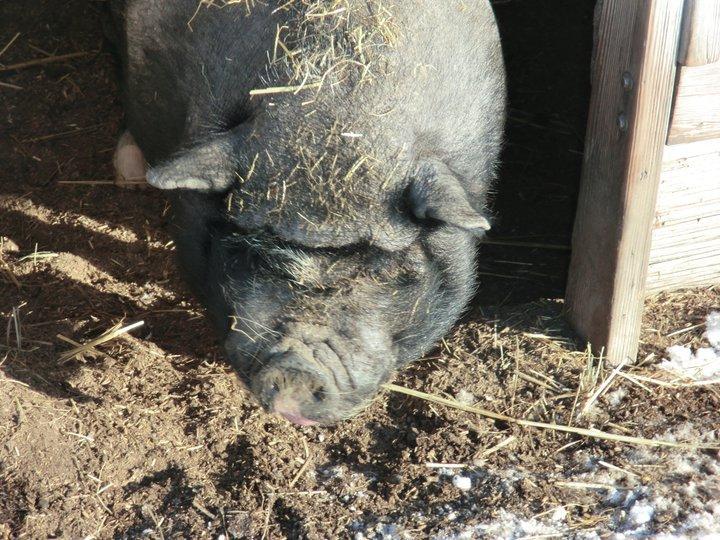 Animeals Reviews And Ratings Missoula Mt Donate Volunteer Review Greatnonprofits