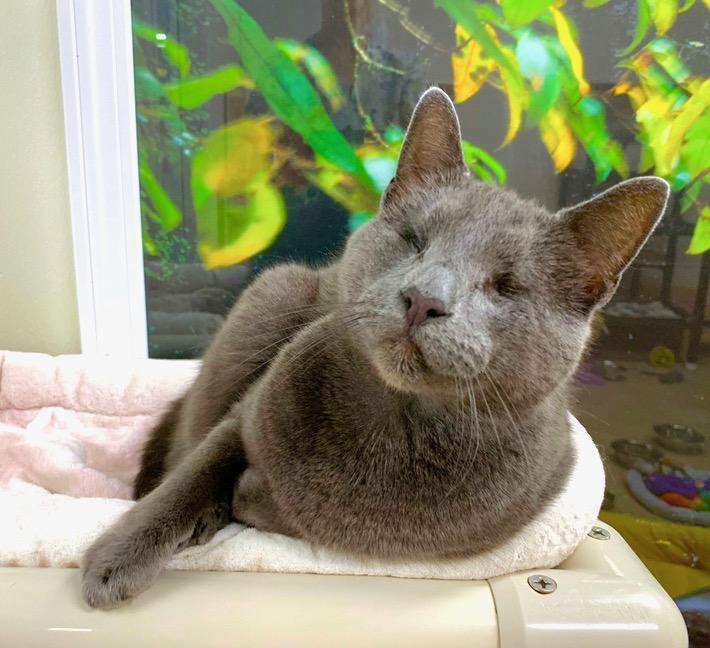 Blind Cat Rescue & Sanctuary Inc Reviews and Ratings St. Pauls, NC