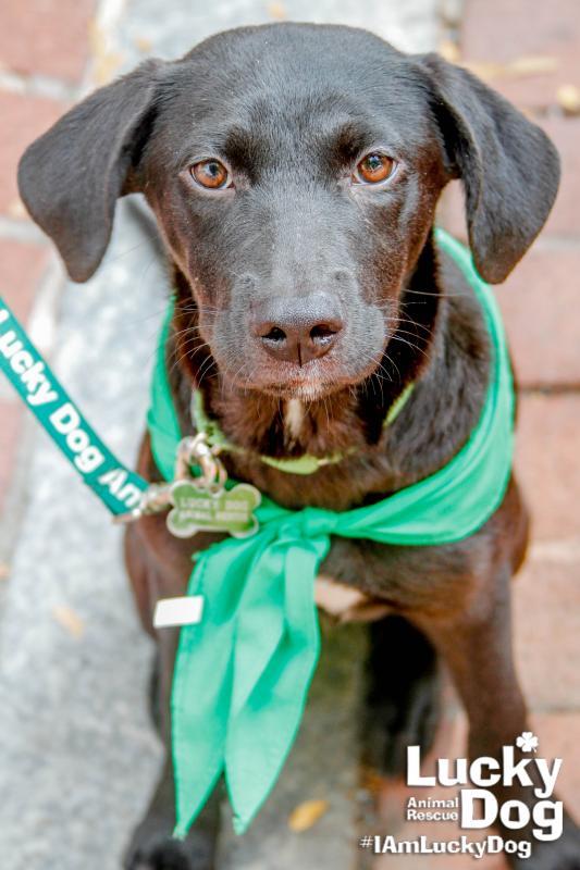 Lucky Dog Animal Rescue Reviews and Ratings | Arlington, VA | Donate