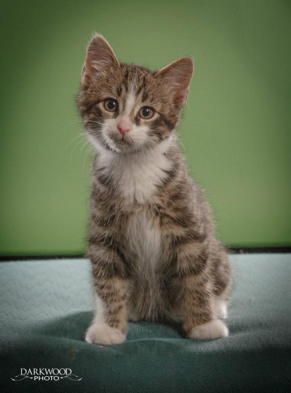 Tenth Life Cat Rescue Reviews and Ratings Saint Louis, MO Donate