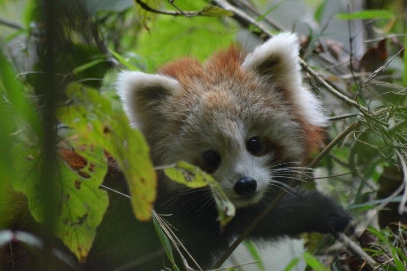 Red Panda Network Reviews and Ratings Eugene, OR Donate, Volunteer, and Review GreatNonprofits