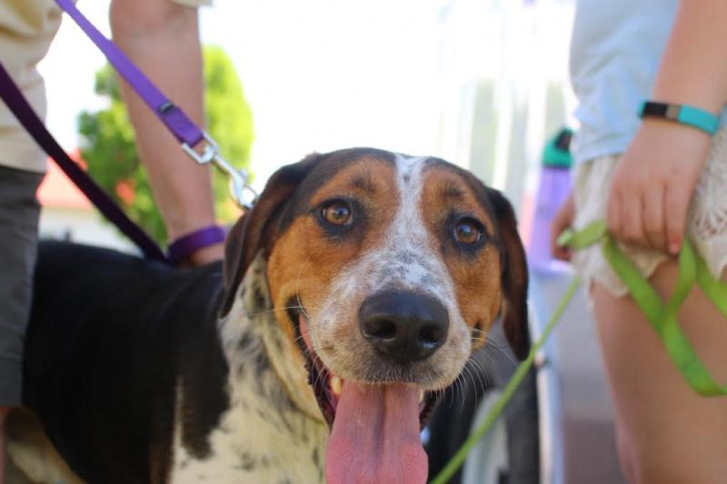 VT Dog Rescue Reviews and Ratings Hinesburg, VT Donate, Volunteer