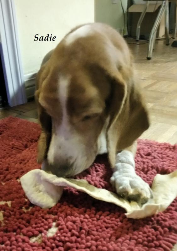 Basset Hound Rescue of Alabama Reviews and Ratings Northport, AL