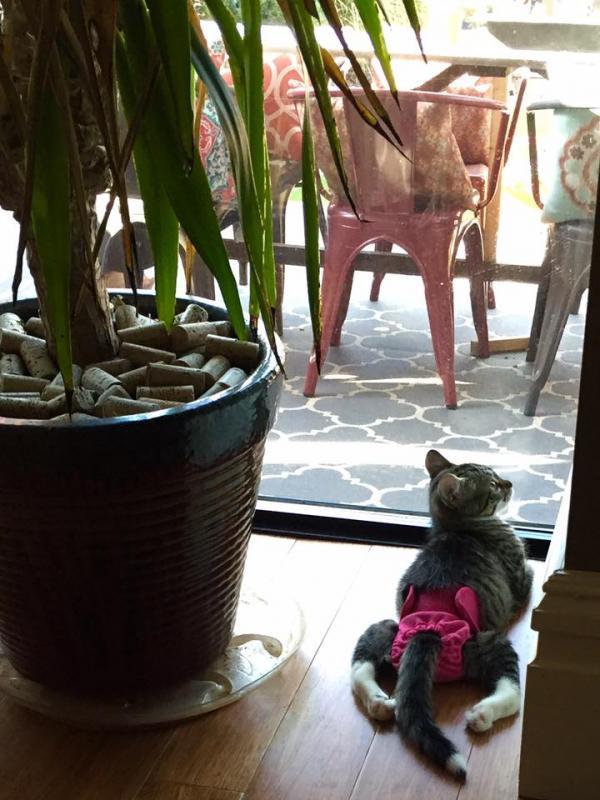 Tenth Life Cat Rescue Reviews and Ratings Saint Louis, MO Donate